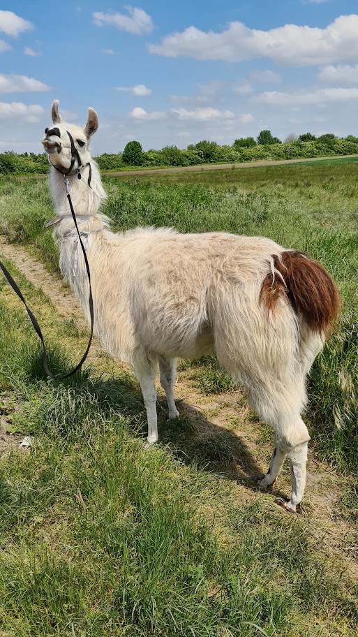 Bild von Willi (1)